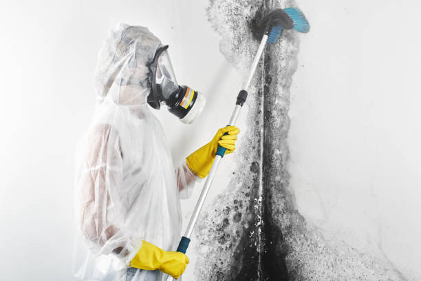 Best Mold Odor Removal Services  in Whitehouse, OH