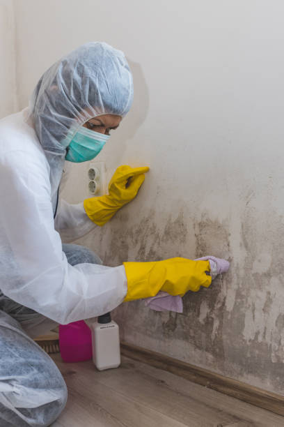 Best HVAC Mold Inspection and Cleaning  in Whitehouse, OH