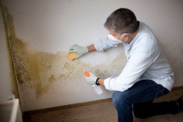 Best Water Damage & Mold Remediation  in Whitehouse, OH