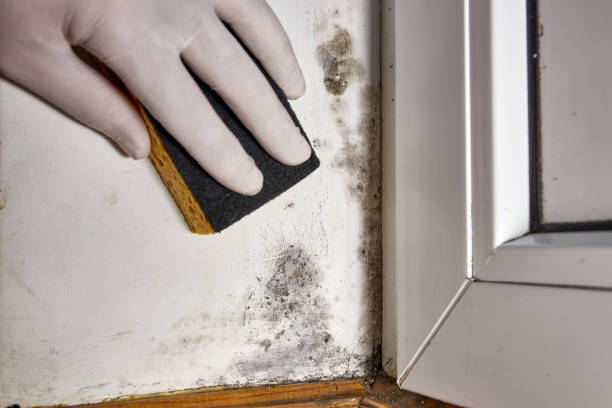 Trusted Whitehouse, OH Mold Removal Experts
