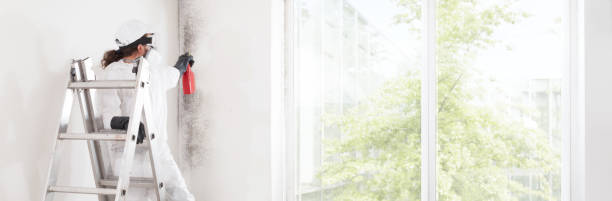 Best Basement Mold Removal  in Whitehouse, OH